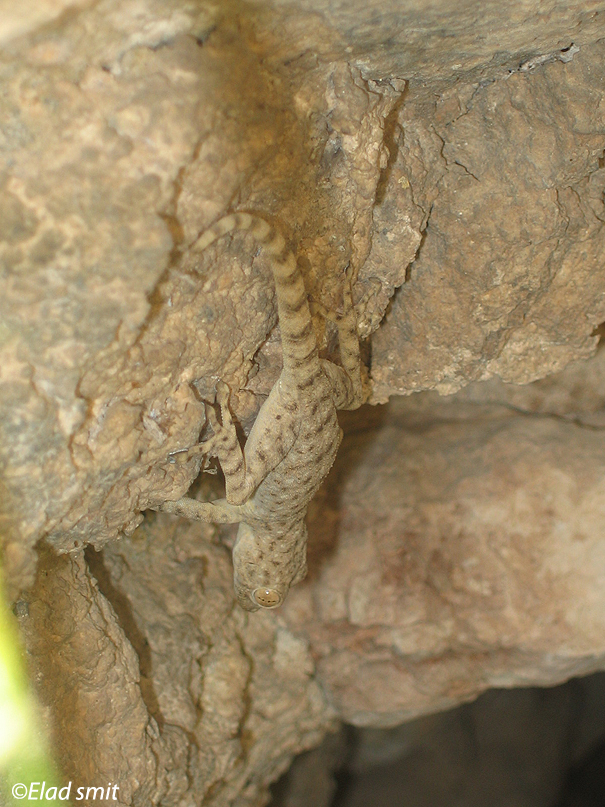  מניפנית מצויה Sinai Fan-fingered Gecko                                           Ptyodactylus guttatus